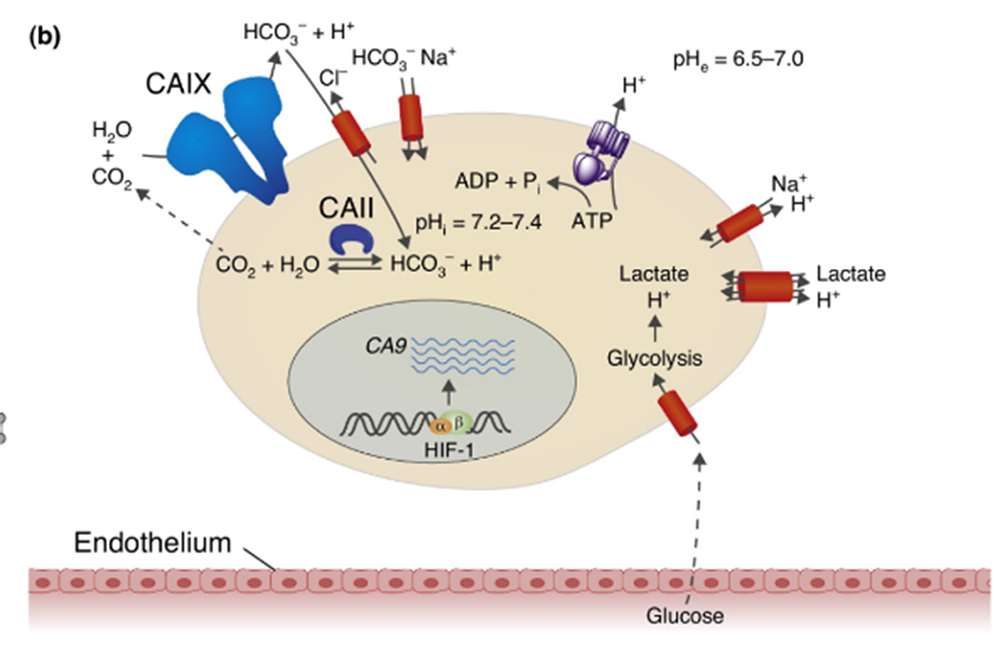 CAIX在肿瘤细胞的pH调节