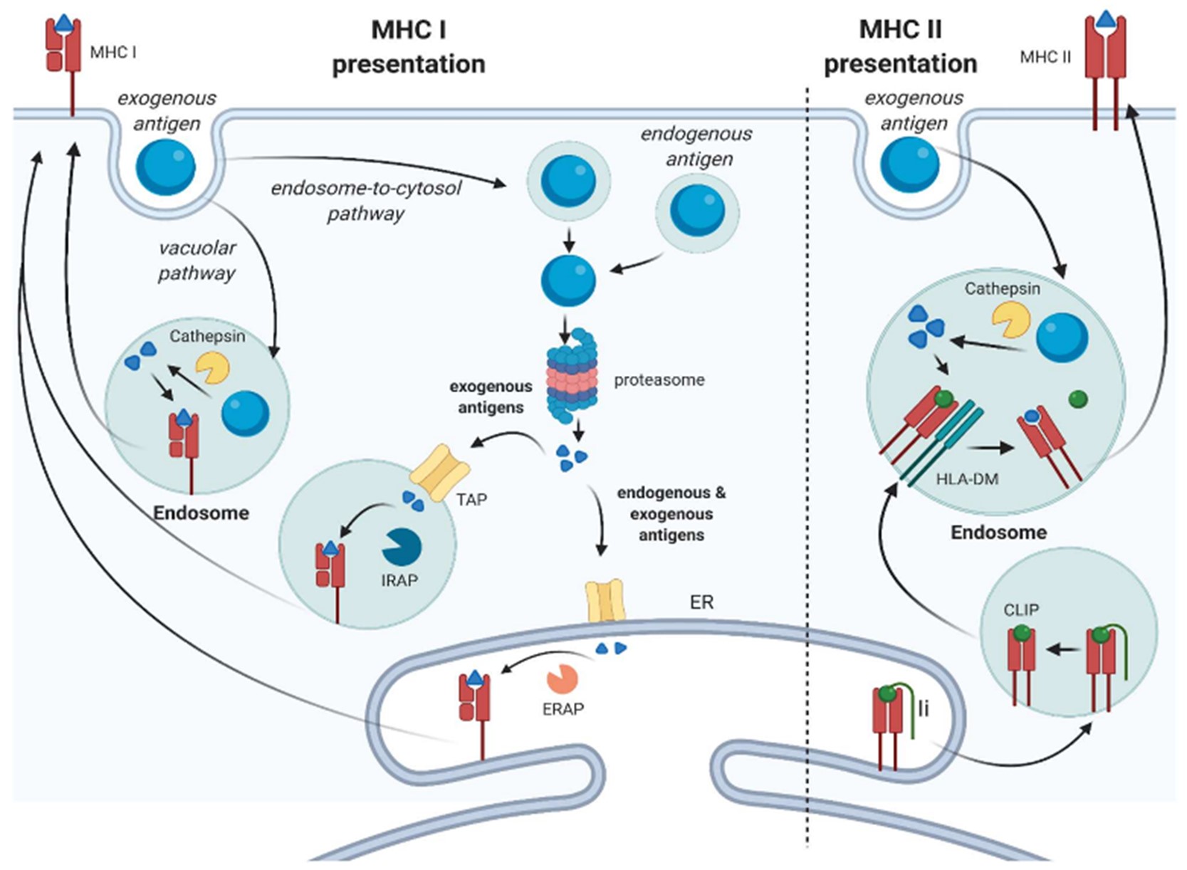 Exogenous antigen processing