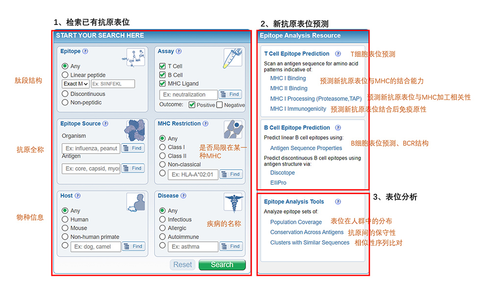 IEDB的新抗原表面预测使用指南