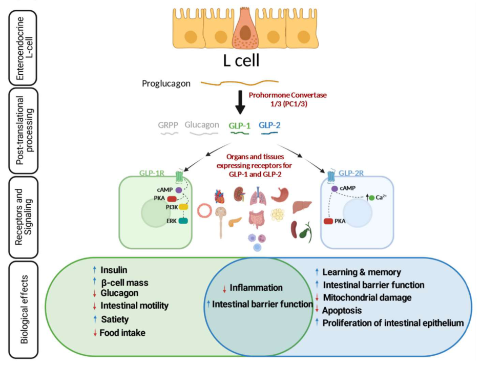 GLP-1和GLP-2由L细胞产生