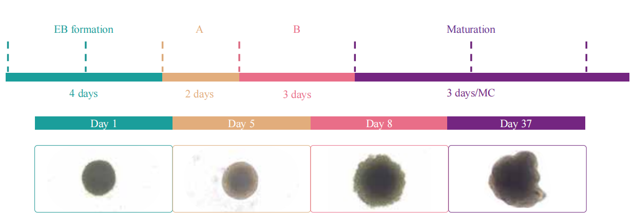 When using our cerebral organoid differentiation kit,