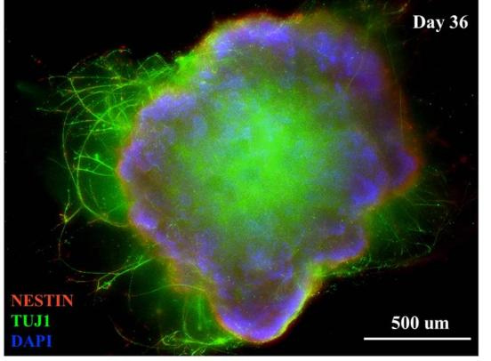 Immunostaining of early-stage Cerebral Organoids