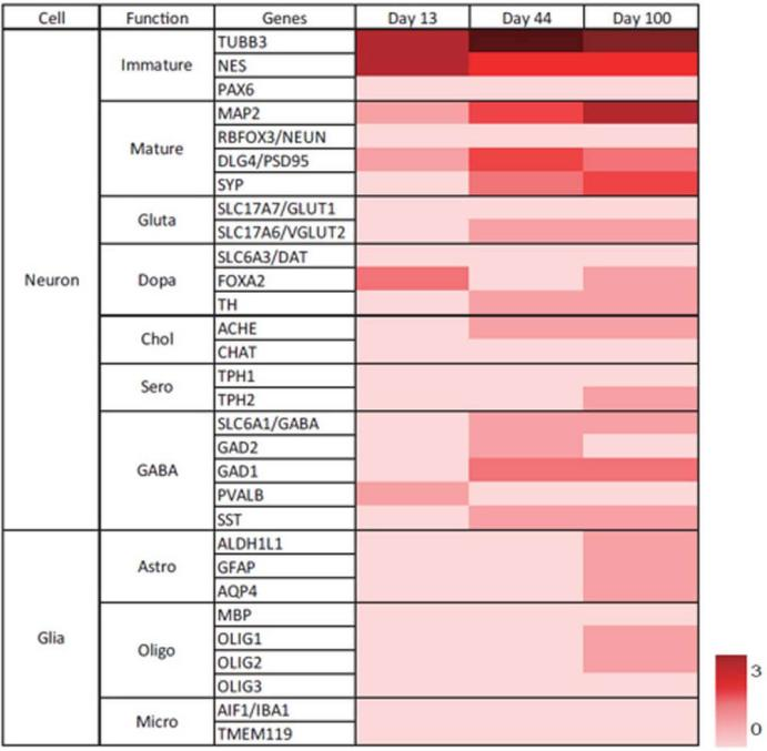 RNA-Seq analysis of cerebral organoids at different stages