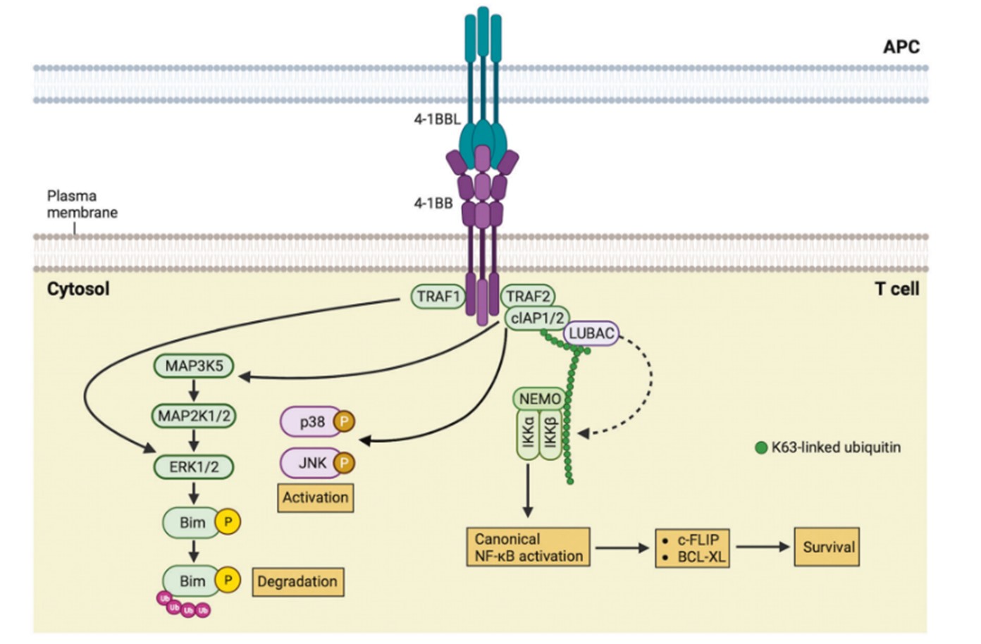 This illustration depicts the cascade of events involved in 4-1BB signaling and its effects on T-cell function. xp Mol Med. 2024;56(1):32-39.