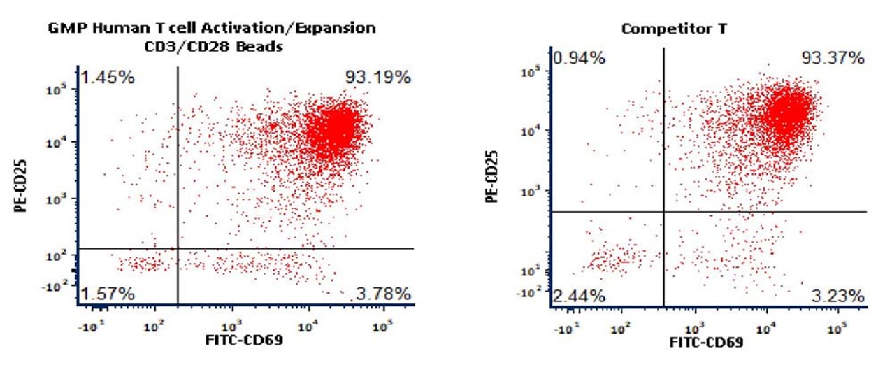 Activation of the purified human T Cells.