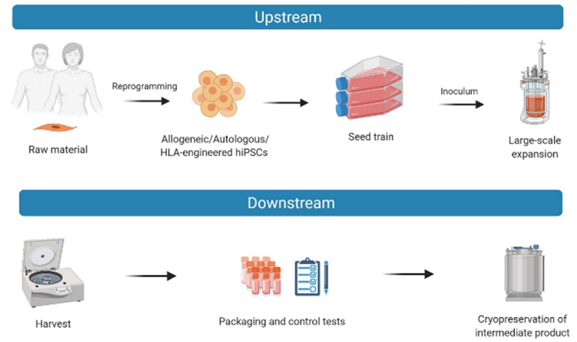 iPSC的大规模生产：包括上游和下游阶段，BioDrugs. 2021 Nov;35(6):693-714.