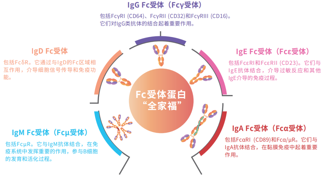 高质量Fc受体蛋白