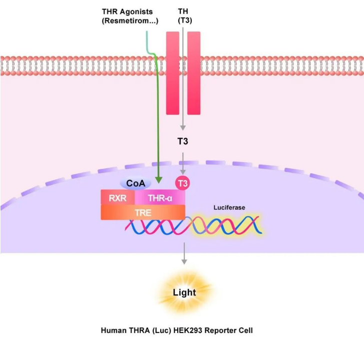 THRA报告基因细胞株原理图