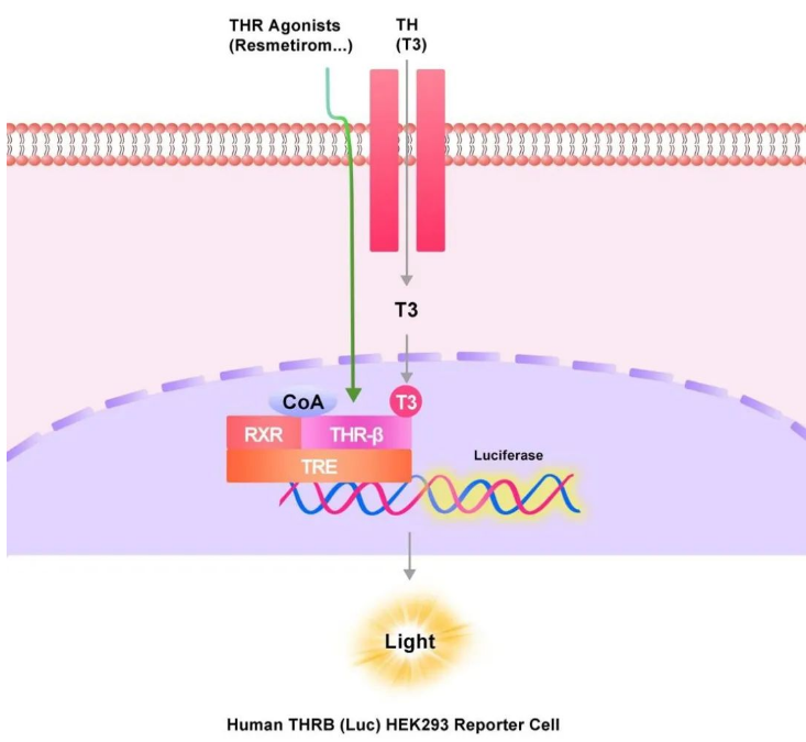THRB报告基因细胞株原理图
