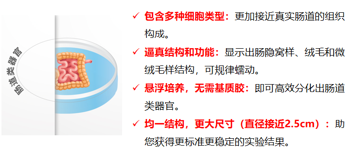 肠道类器官及其分化试剂盒