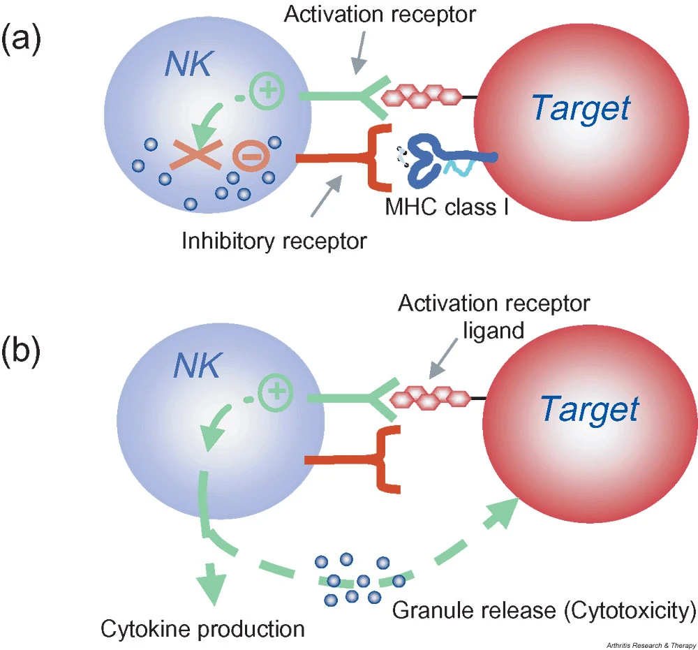 NK细胞的激活由激活受体和抑制受体信号的整合控制