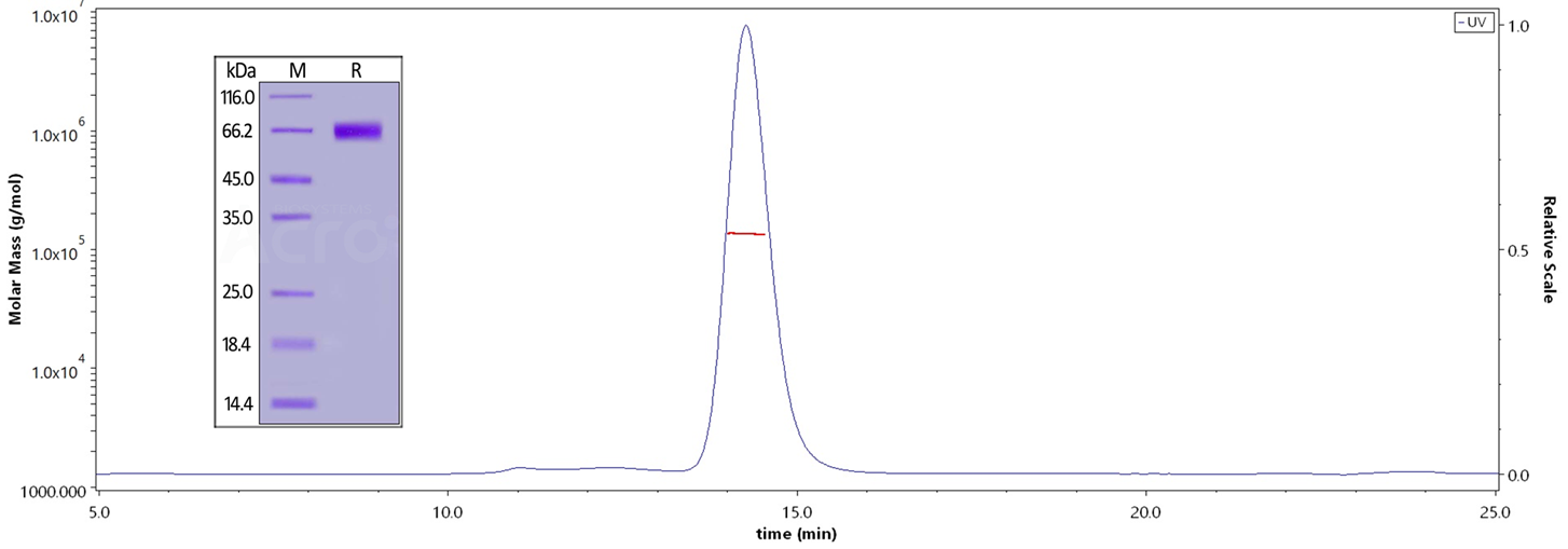 The purity of Human NKG2A&CD94, Mouse IgG2a Fc Tag