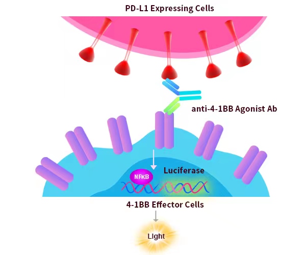 新一代4-1BB激动剂的探索之路