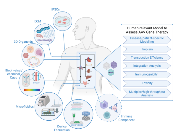 Organoid Toolbox破解AAV筛选难题