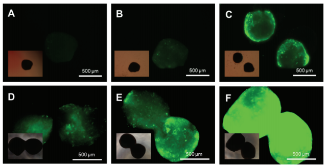 Organoid Toolbox破解AAV筛选难题