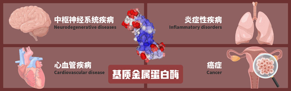 基质金属蛋白酶