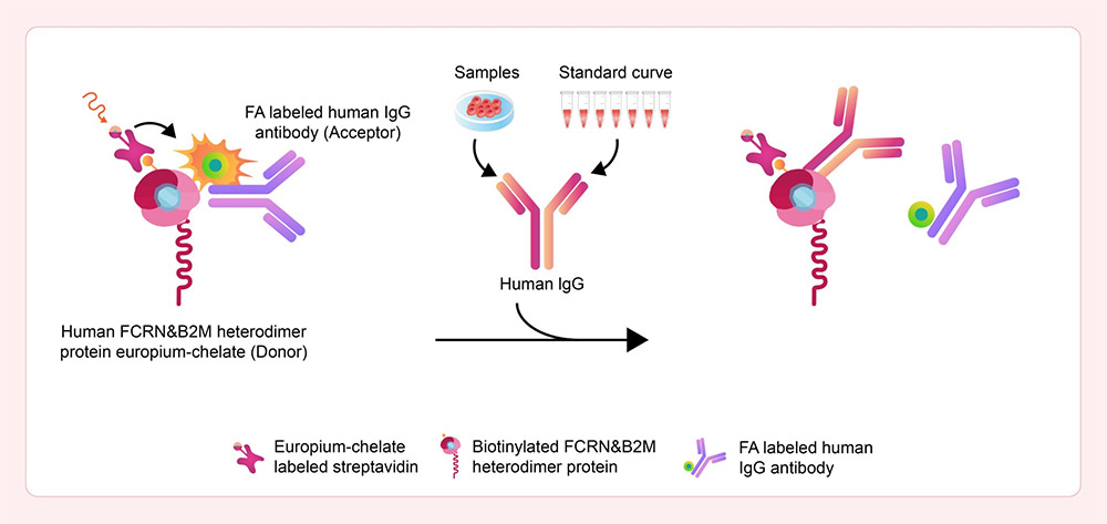 Human FcRn Binding Kit (TR-FRET)