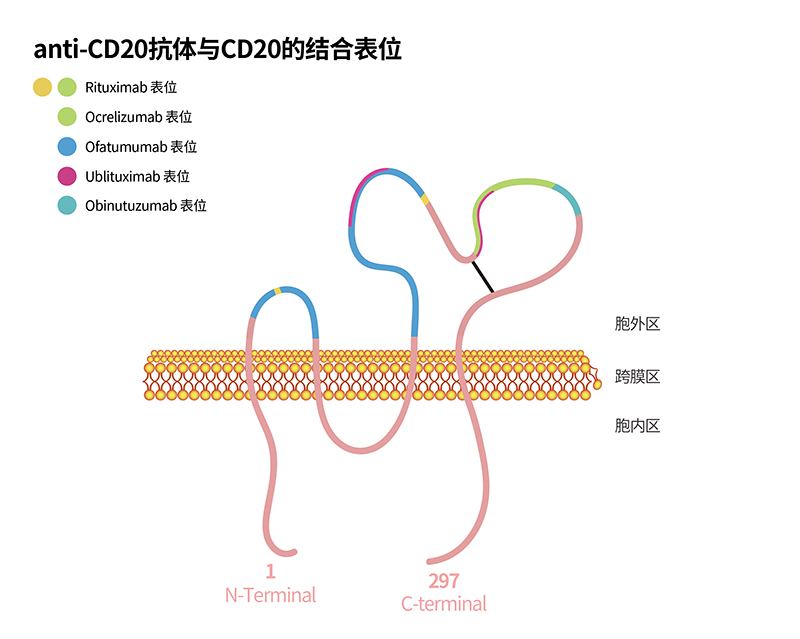 CD20双抗与CAR-T疗法新突破