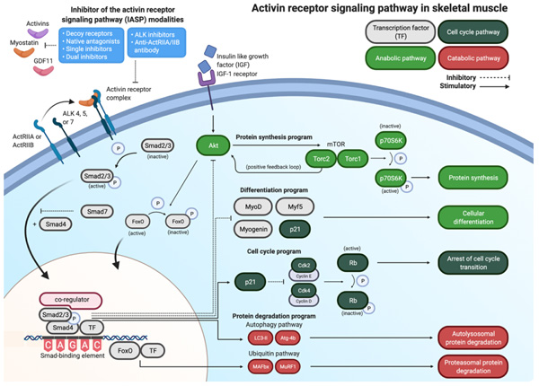 Activin 的信号通路 