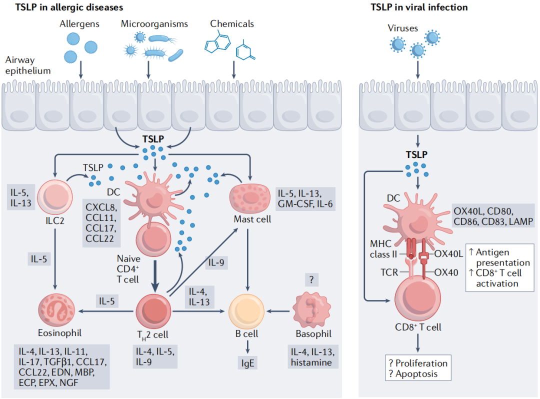 TSLP在慢性炎症和病毒感染中的作用