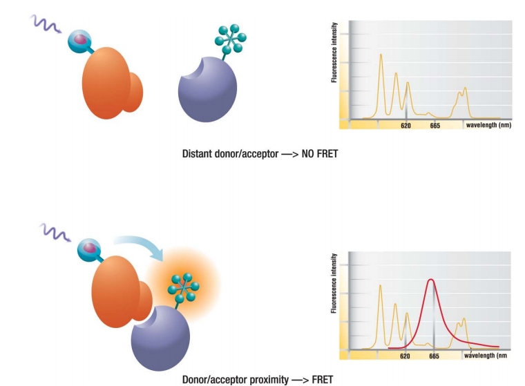 Human FcRn Binding Kit (TR-FRET)