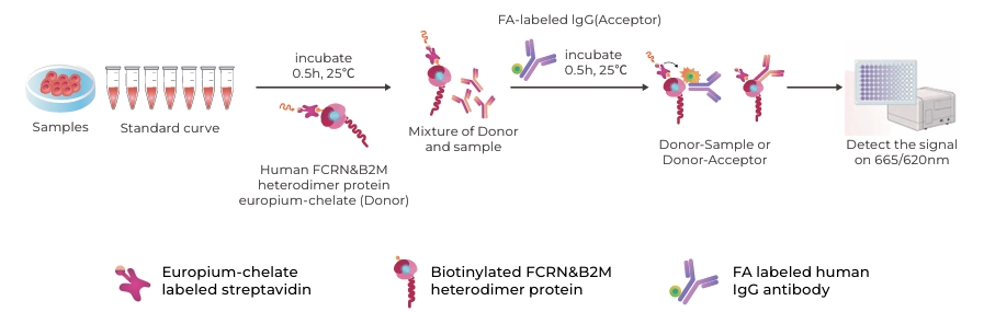 Human FcRn Binding Kit (TR-FRET)