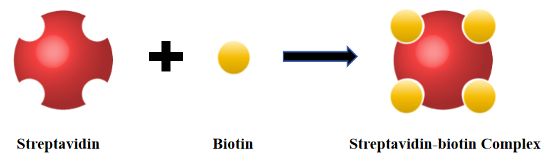 SA-Biotin体系