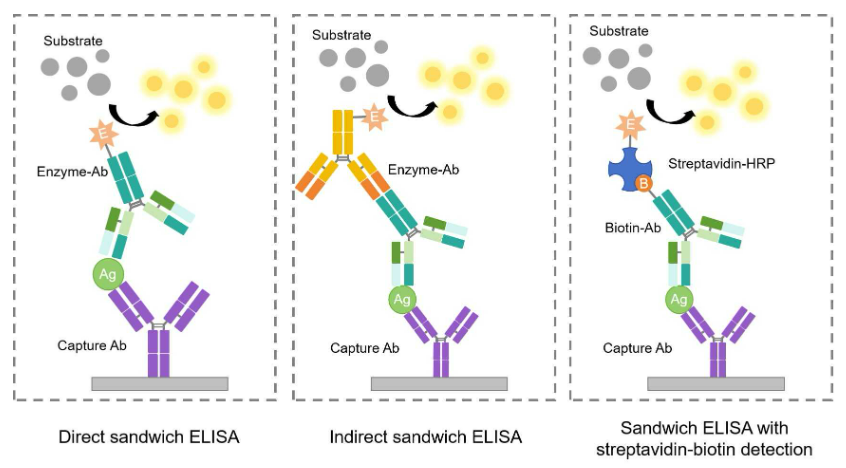 ELISA中的不同信号放大模式