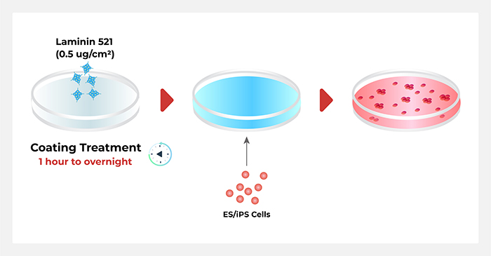 高品质Laminin蛋白支持临床iPSC建库