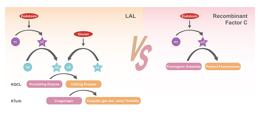 鲎试剂法与重组C因子法检测流程对比
