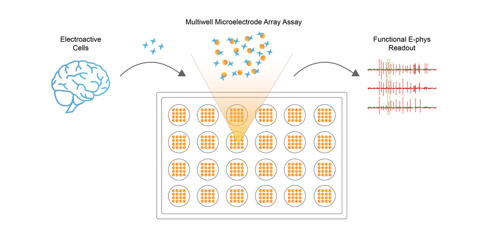 Aneuro联合Organoid Toolbox助您解码帕金森病新前沿