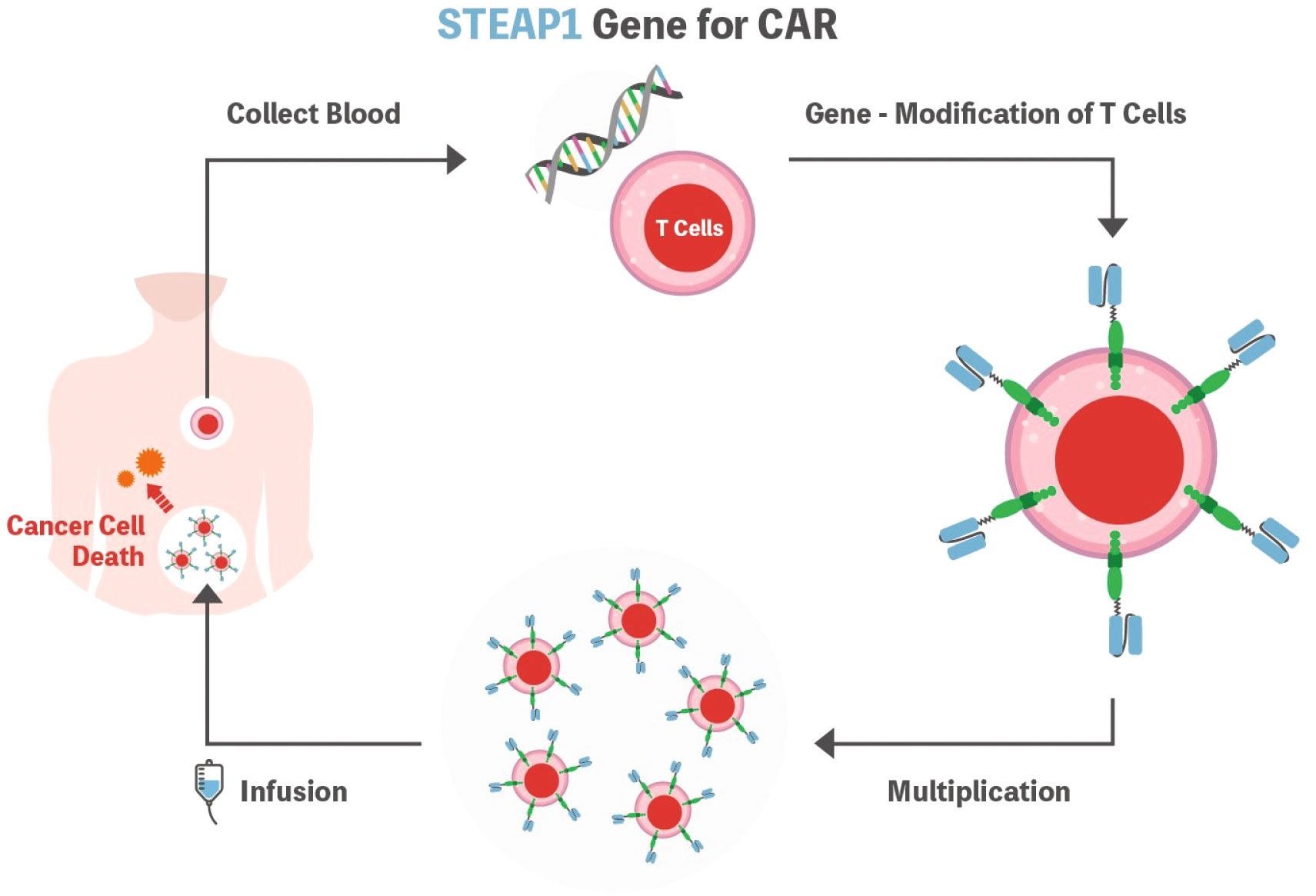 STEAP1 CAR-T 细胞示意图