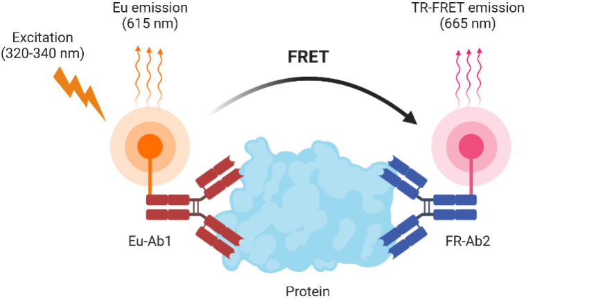 TR-FRET工作原理基于两个荧光分子的能量转移