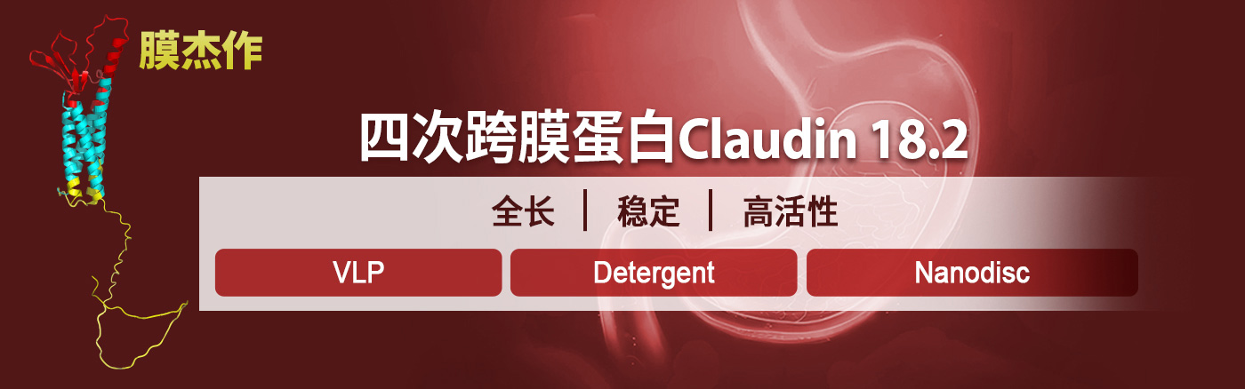 Claudin 18.2：胃来可期 | 首款靶向药物获批上市