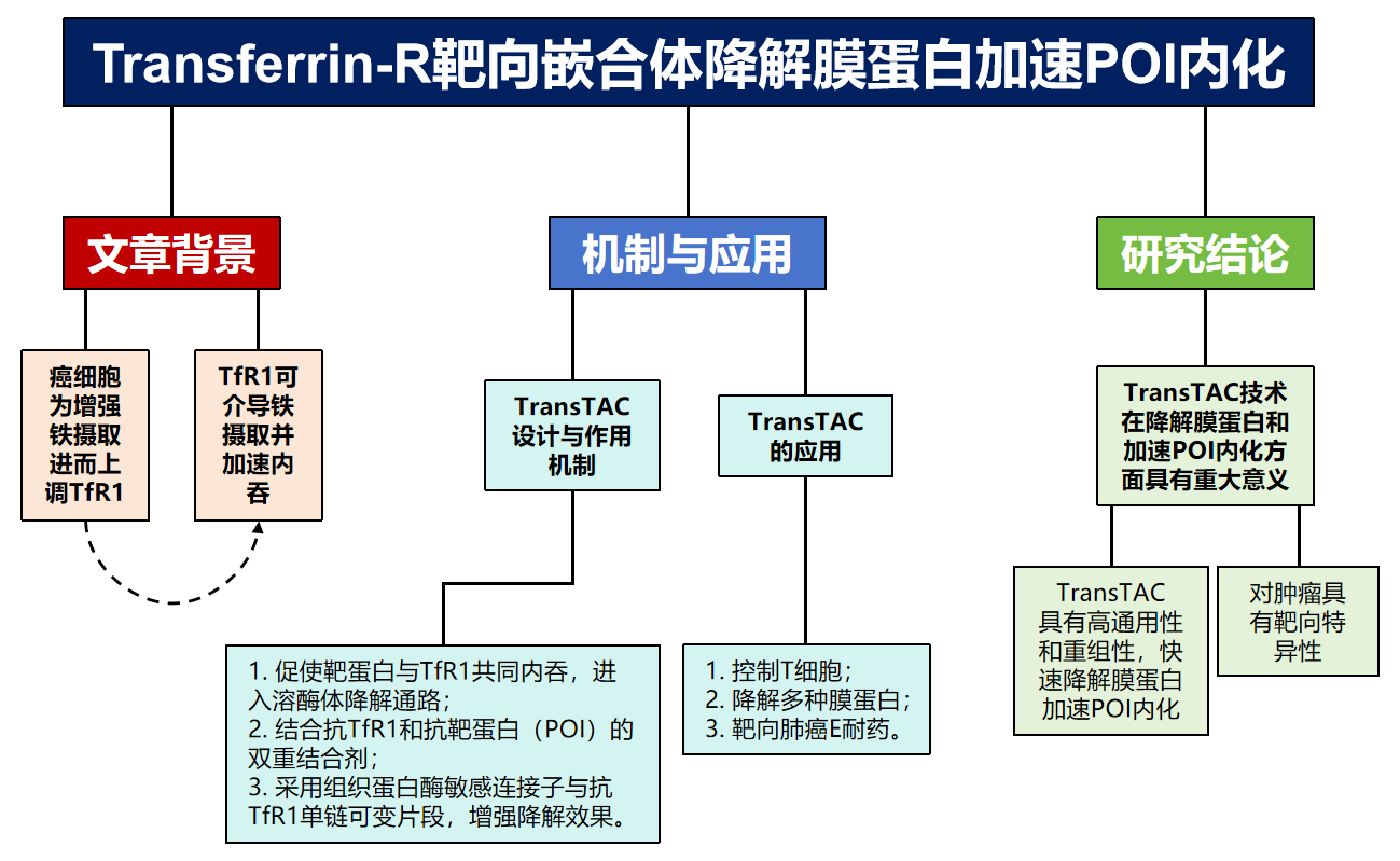 TransTACs可驱动多种膜蛋白降解显著提高POI内化效率