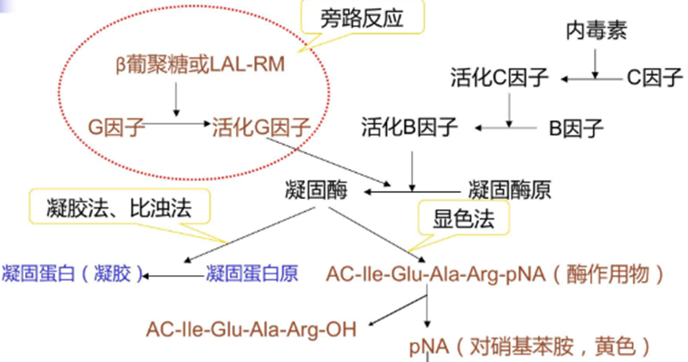 β-葡聚糖偶联抗体药与重组C因子内毒素检测的重要性