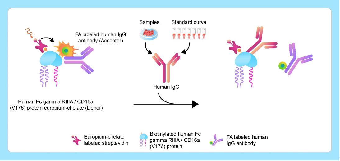 Human FcγRIIIA/CD16a (V176)结合检测试剂盒(TR-FRET)