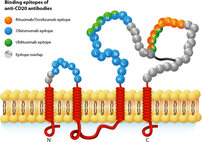 CD20的结构示意图